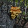 2Laetiporus sulphureus P1020072-4